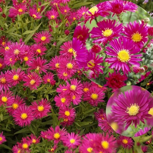 Aster nova-belgii 'Crimson Brocade' - Õiekas aster 'Crimson Brocade' P9/0,55L 